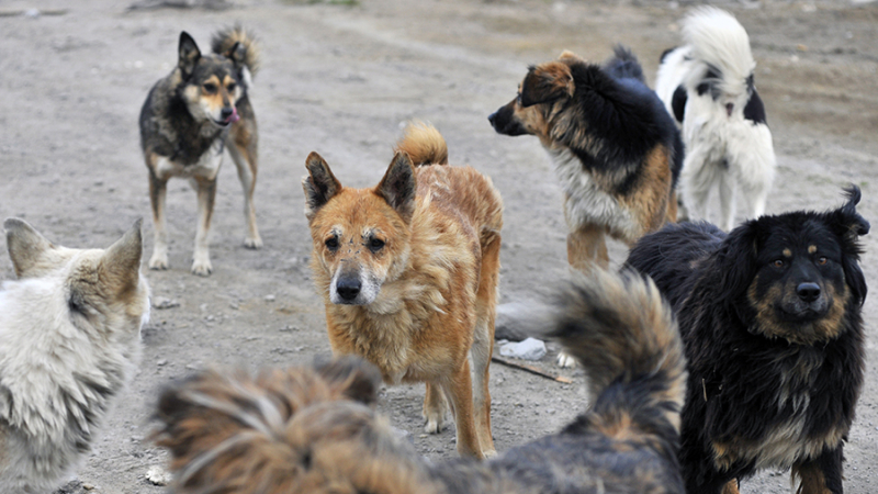 В Госдуме предложили разрешить регионам регулировать число бездомных животных