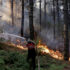 Власти Турции взяли под контроль 137 лесных пожаров