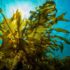 Ламинария: удивительные польза и свойства морского растения