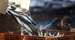Россия не будет прекращать поставки импорта рыбы с Фарерских островов