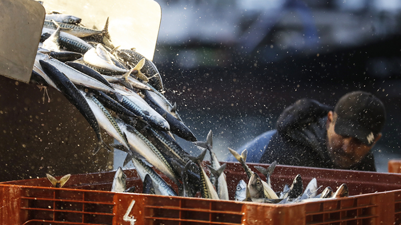 Россия не будет прекращать поставки импорта рыбы с Фарерских островов