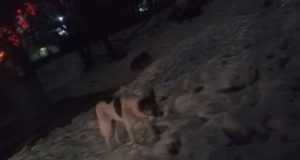 Мужчина погиб после нападения стаи собак в Хабаровске