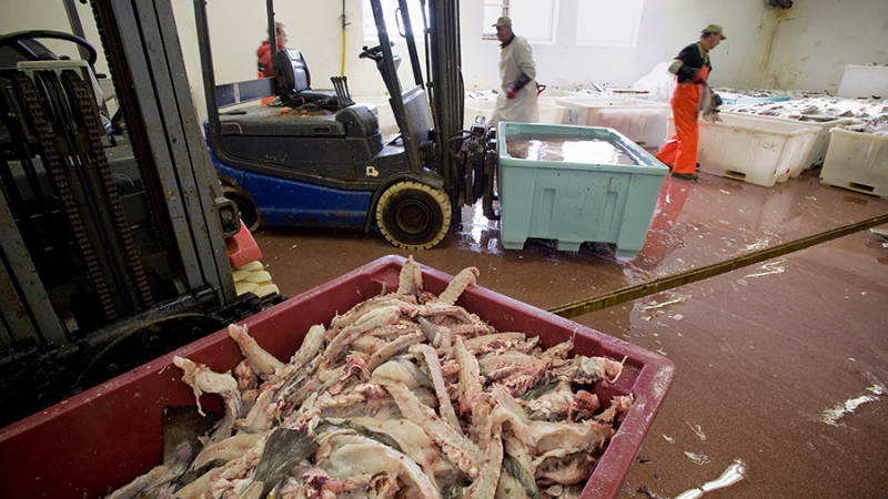 Правительство РФ одобрило запрет вылова рыбы Великобританией в Баренцевом море