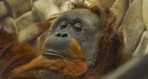 Малайзия планирует дарить орангутанов странам, покупающим их пальмовое масло