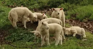 Родители во Франции ради детей записали в школу овец