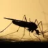 Комариный укус может повлечь анафилактический шок – эксперт