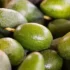 Приостановка США импорта авокадо из Мексики грозит бизнесменам миллионными потерями