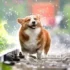 В США прошел конкурс «Самая уродливая собака в мире»