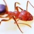 Калифорнию охватило нашествие огненных муравьев