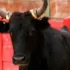 Забег быков в Испании не обошелся без инцидентов