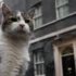 Знаменитый кот Ларри сообщил, кто стал главным в Британии после ухода Риши Сунака