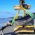 Кит редчайшего вида выбросился на берег пляжа в Новой Зеландии