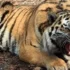 Раненого амурского тигра отловили в Приморском крае