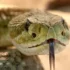 Мужчина в Индии насмерть закусал змею за то, что она на него напала