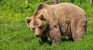 Знаменитый яхтсмен погиб в Бурятии после нападения медведя