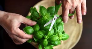 Как правильно учиться иностранному языку на Italki